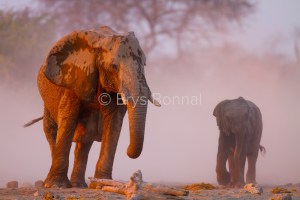 Elephant 34